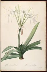 Hymenocallis littoralis